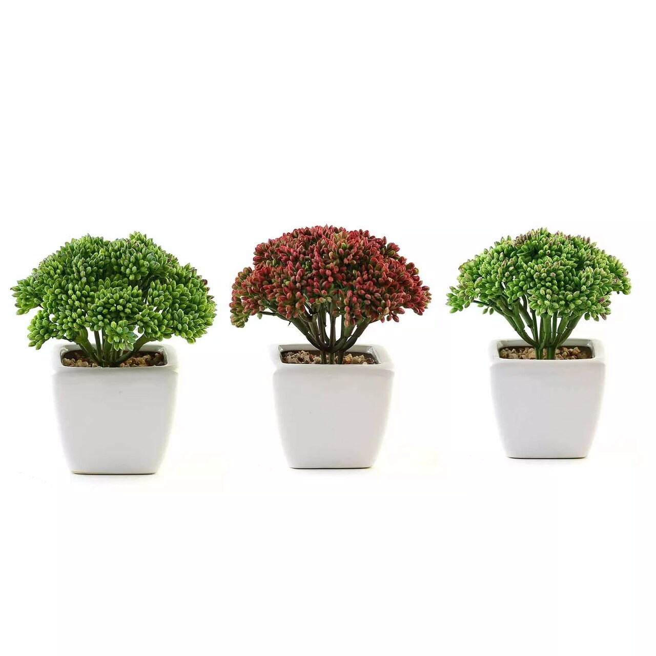 Set of 3 6" tall Assorted Faux Sedum Succulent Plants with Off White Pots